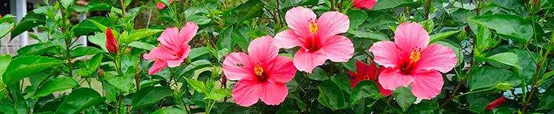 Hibiscus Hair Oil: Its Benefits And How To Make It At Home