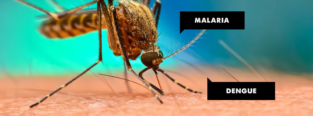 What is the Difference between Malaria and Dengue?