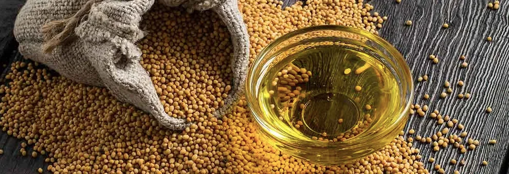 Mustard Oil: Mustard oil vs Olive oil: What is better?