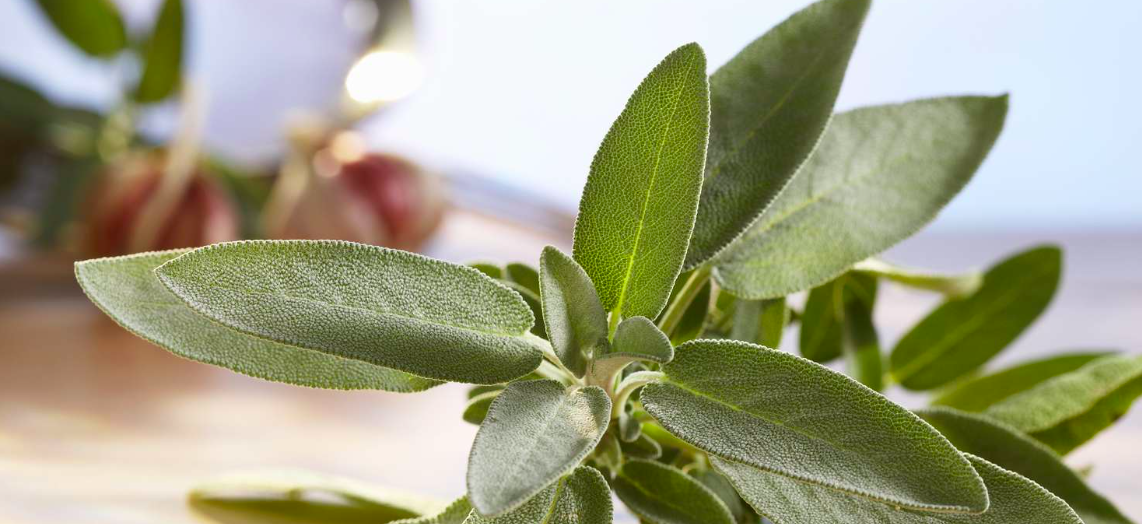 4. Sage mouthwash for the gum