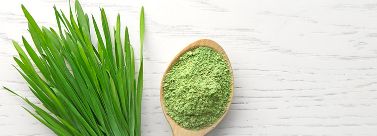 Wheatgrass