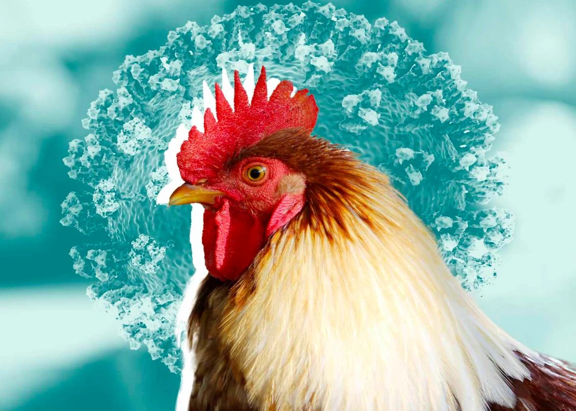 How to treat Bird Flu? Its Causes, Symptoms and Prevention
