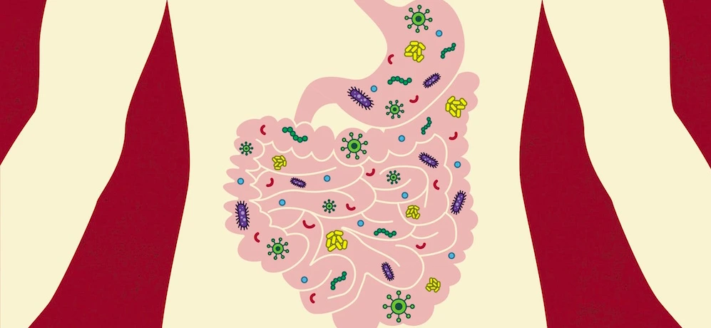 The Helpful Crew: Gut Microorganisms